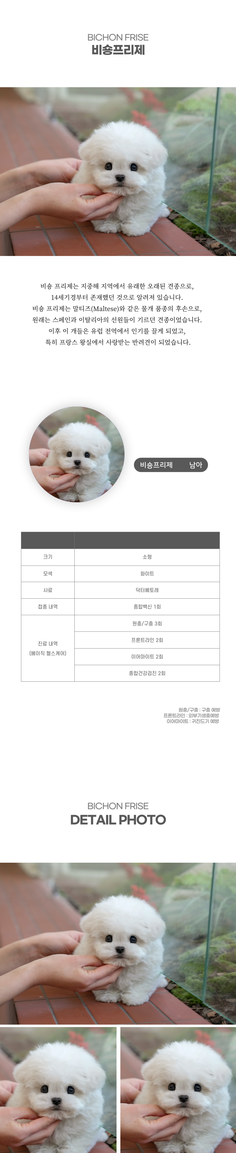 미니비숑_상세이미지_2